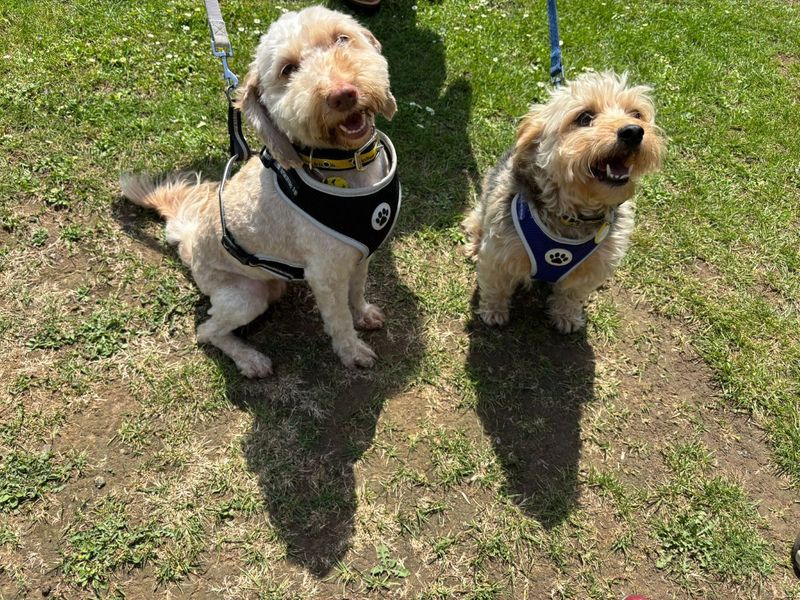 Bowie | Terrier (Yorkshire) Cross | Canterbury - 2