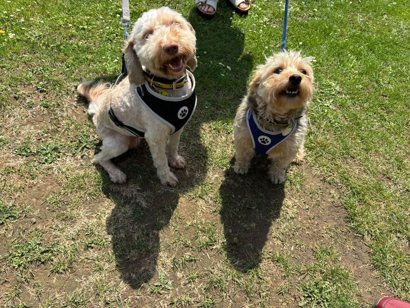 Bowie | Terrier (Yorkshire) Cross | Canterbury - 3