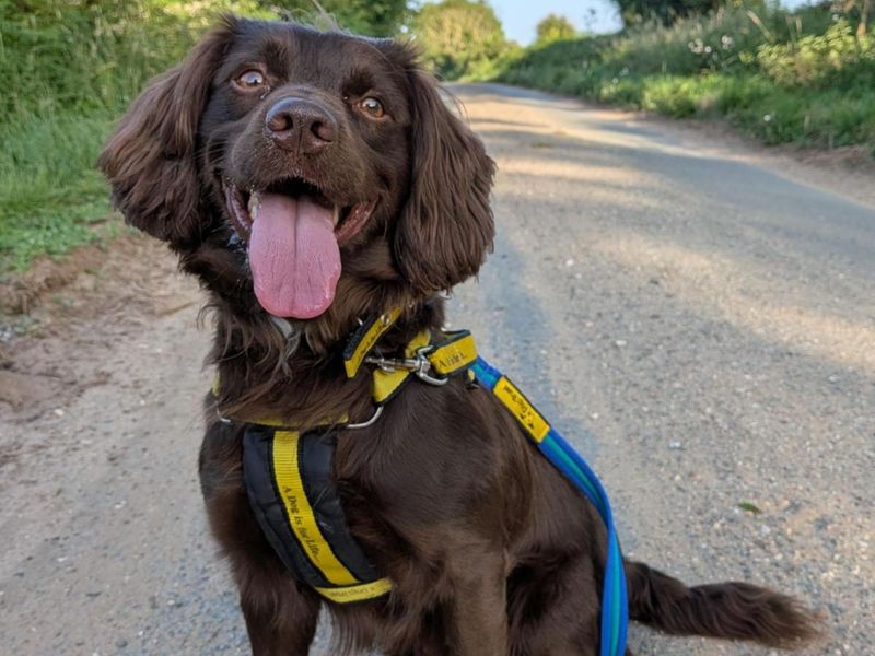 Lupin | Spaniel (Cocker) Cross | Snetterton (Norfolk) - 3