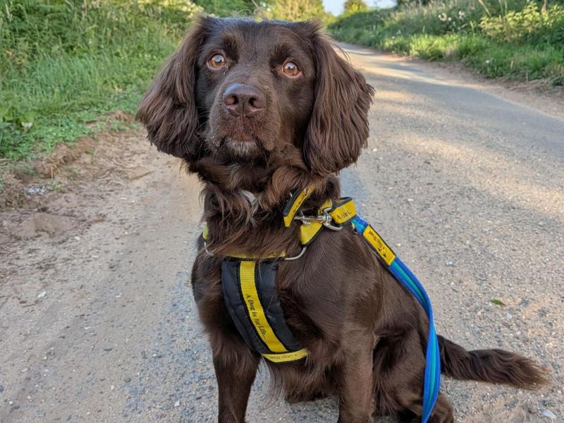 Lupin | Spaniel (Cocker) Cross | Snetterton (Norfolk) - 4