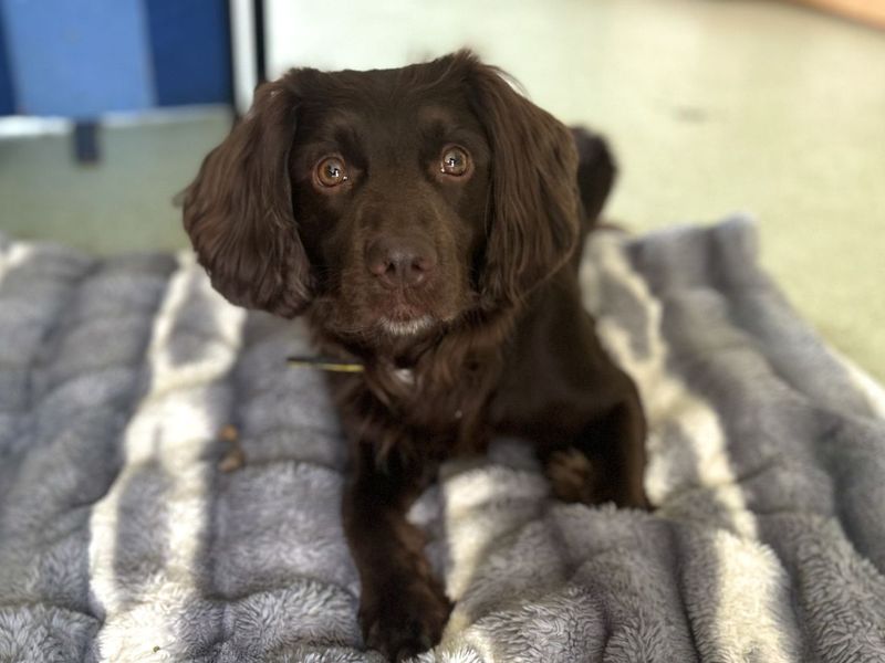 Lupin | Spaniel (Cocker) Cross | Snetterton (Norfolk) - 5