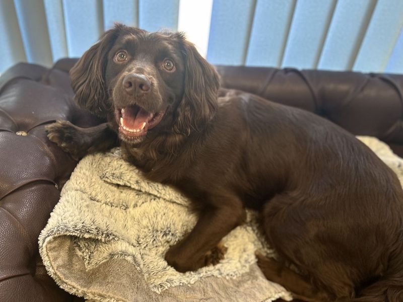 Lupin | Spaniel (Cocker) Cross | Snetterton (Norfolk) - 2
