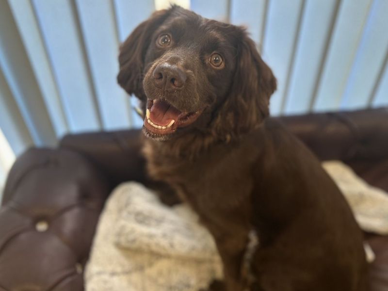 Springer Spaniel Dogs And Puppies For Adoption