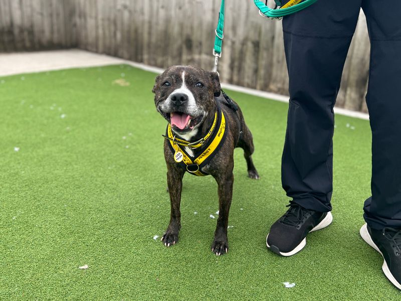Tia | Terrier (Staffordshire Bull) | Cardiff - 3