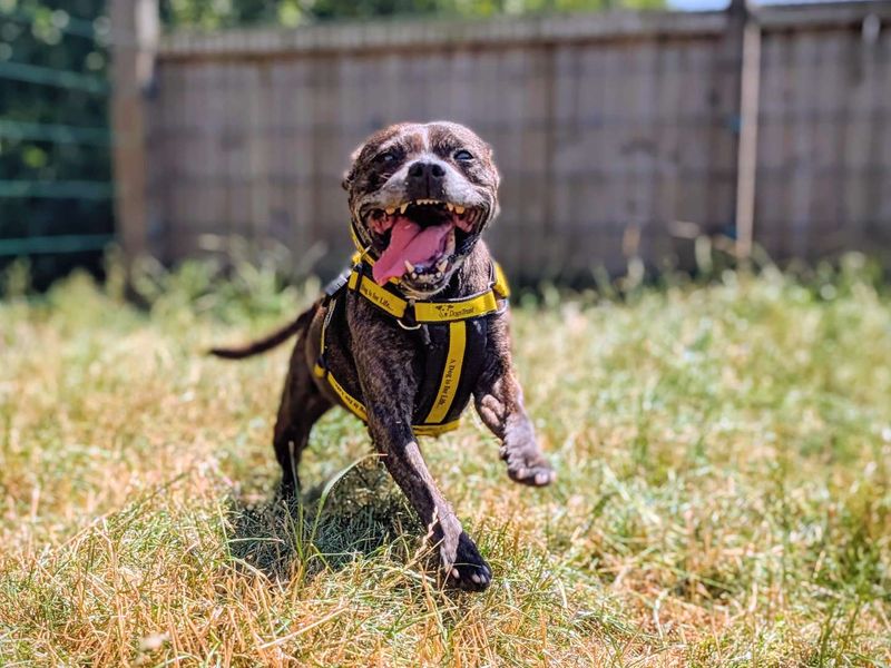 Tia | Terrier (Staffordshire Bull) | Cardiff - 4