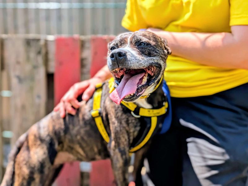 Tia | Terrier (Staffordshire Bull) | Cardiff - 5