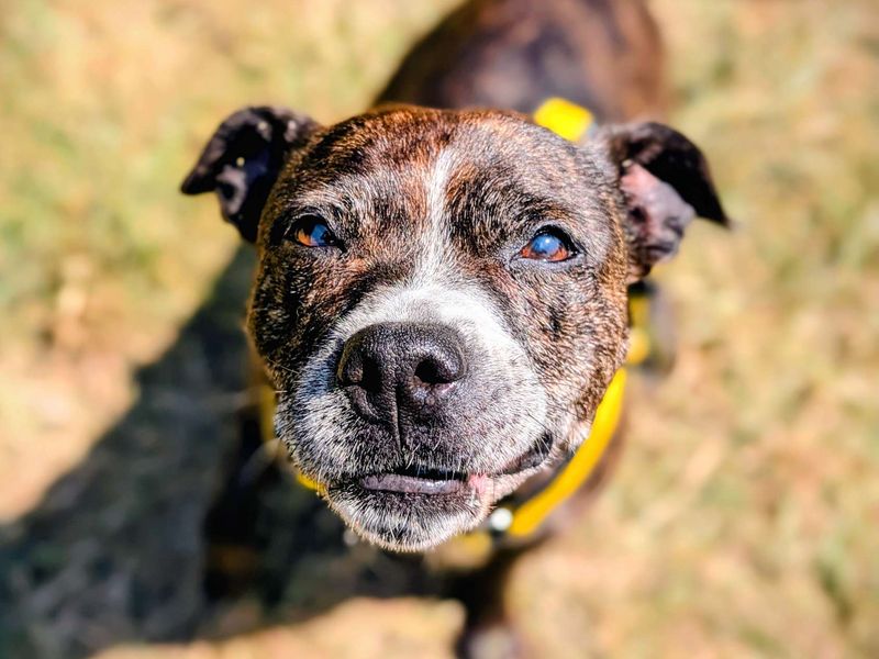 Tia | Terrier (Staffordshire Bull) | Cardiff - 1