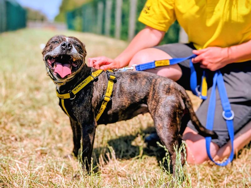 Tia | Terrier (Staffordshire Bull) | Cardiff - 2