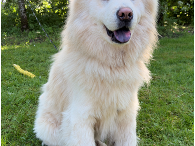undefined | Chow Chow Cross | undefined - 2