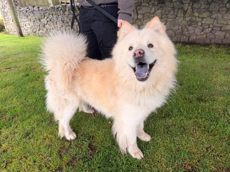 undefined | Chow Chow Cross | undefined - 1
