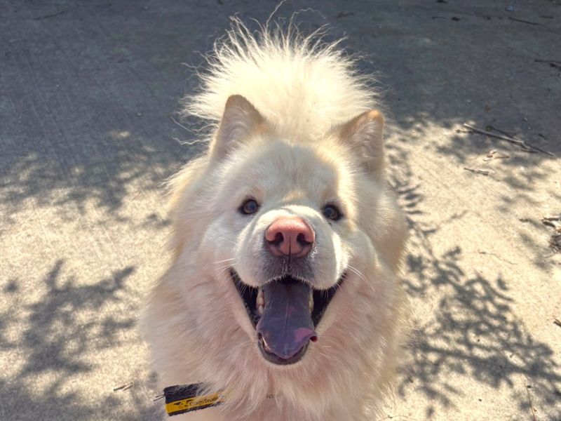 Sonny | Chow Chow Cross | Harefield West London - 2