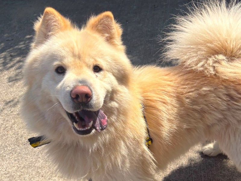 Sonny | Chow Chow Cross | Harefield West London - 1