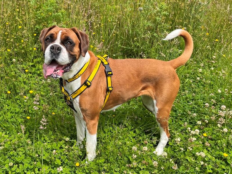 Boxer Dogs And Puppies For Adoption