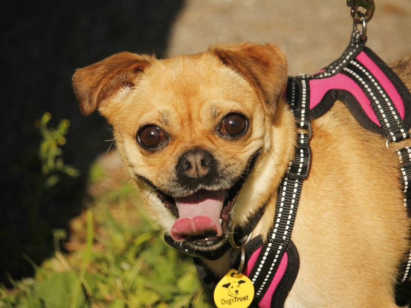Maisie | Chihuahua (Smooth Coat) | Bridgend (Wales) - 3