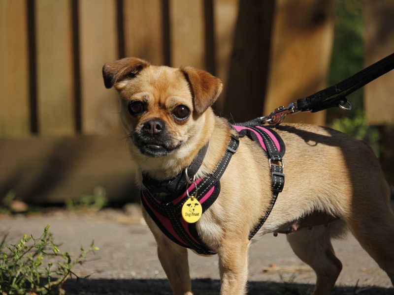 Maisie | Chihuahua (Smooth Coat) | Bridgend (Wales) - 4