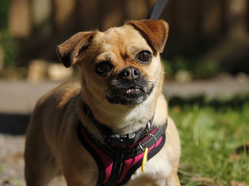 Maisie | Chihuahua (Smooth Coat) | Bridgend (Wales) - 1