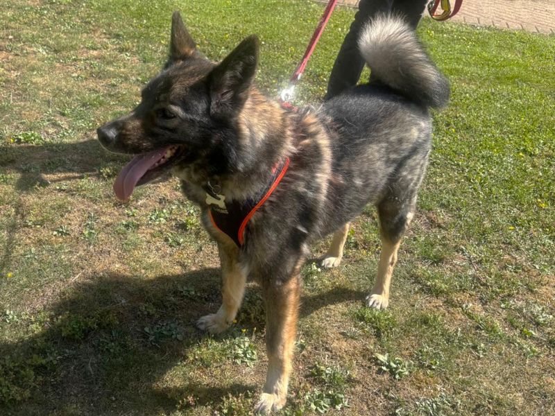 Sammy | Crossbreed | Canterbury - 2