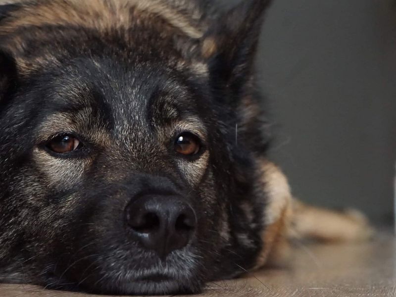 Sammy | Crossbreed | Canterbury - 1