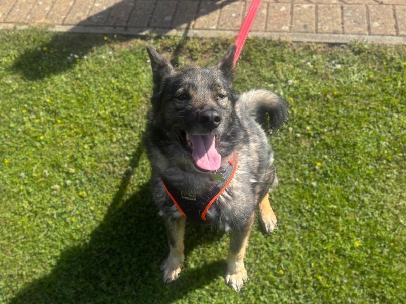 Sammy | Crossbreed | Canterbury - 3