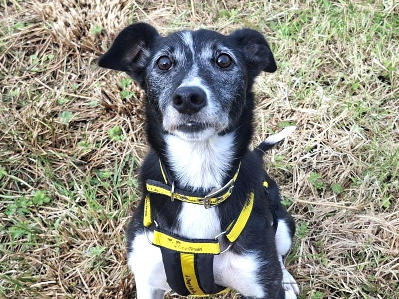Saffron | Whippet Cross | Ballymena (Northern Ireland) - 2