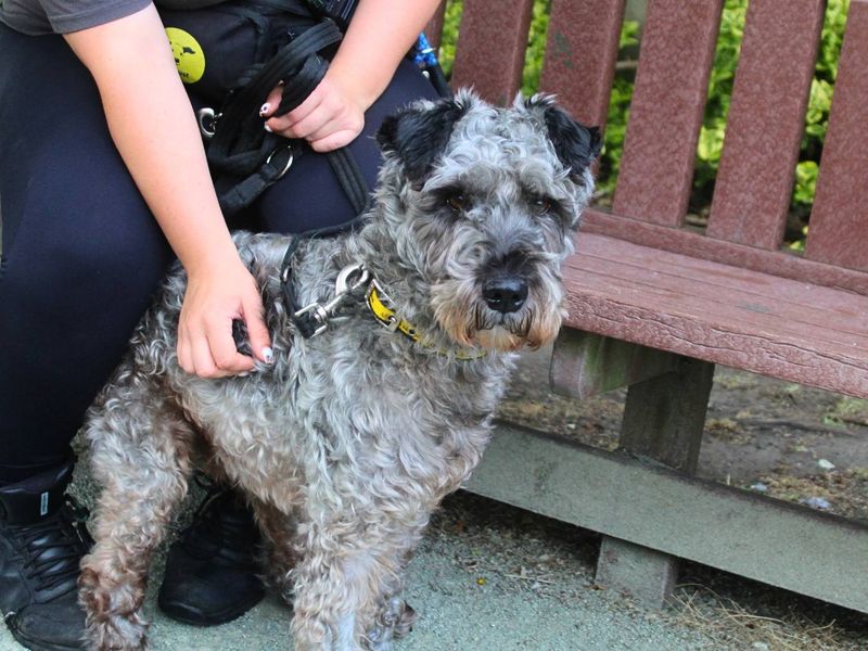 Victor | Terrier (Kerry Blue) Cross | Manchester - 5