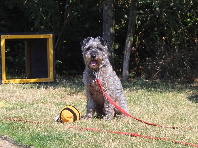 Victor | Terrier (Kerry Blue) Cross | Manchester - 2