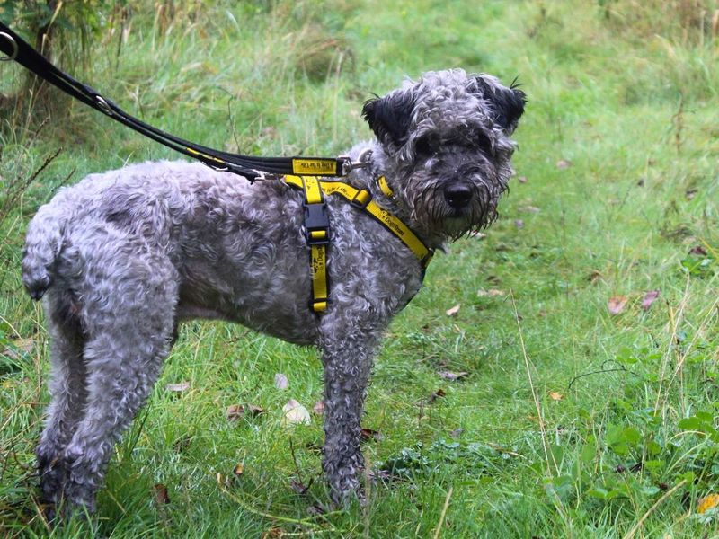 Victor | Terrier (Kerry Blue) Cross | Manchester - 7