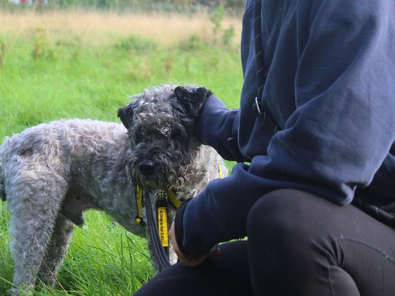 Victor | Terrier (Kerry Blue) Cross | Manchester - 6