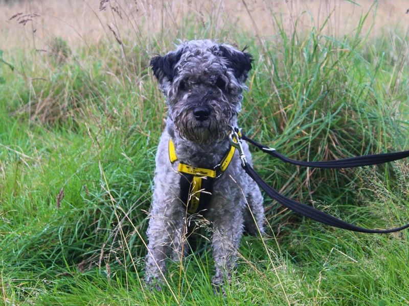 Victor | Terrier (Kerry Blue) Cross | Manchester - 3