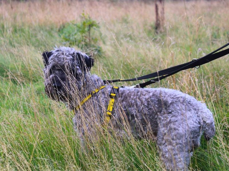 Victor | Terrier (Kerry Blue) Cross | Manchester - 8