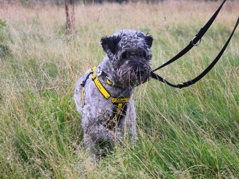 Victor | Terrier (Kerry Blue) Cross | Manchester - 4