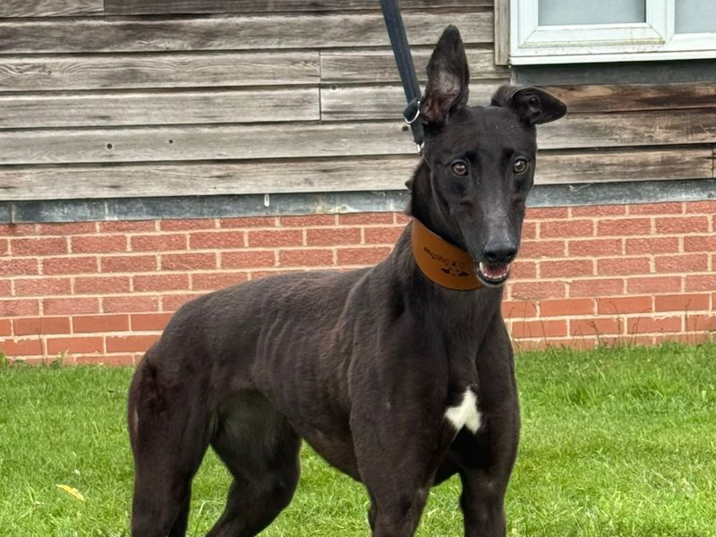 Greyhound Dogs And Puppies For Adoption