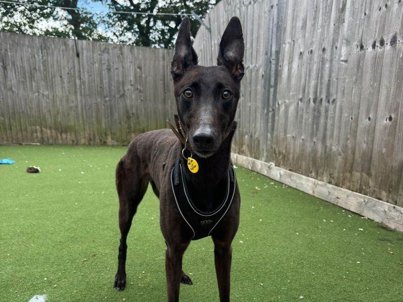 undefined | Greyhound | undefined - 2