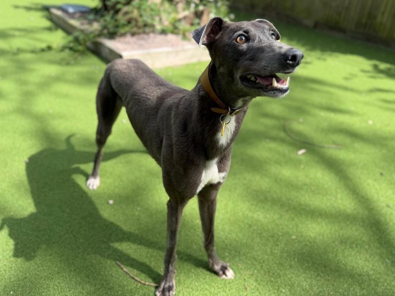 undefined | Greyhound | undefined - 3