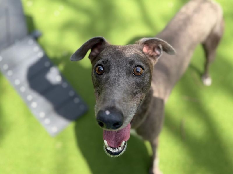 undefined | Greyhound | undefined - 2