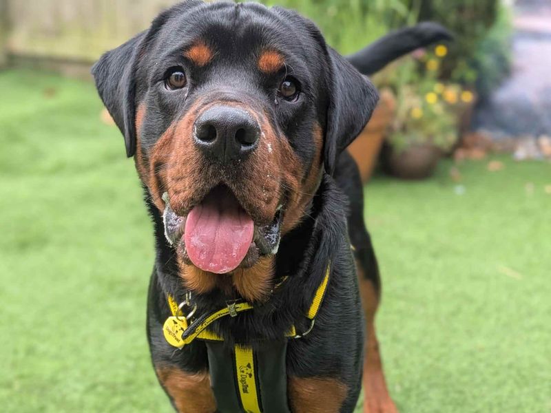 undefined | Rottweiler Cross | undefined - 3