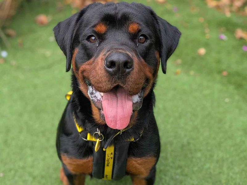 undefined | Rottweiler Cross | undefined - 1