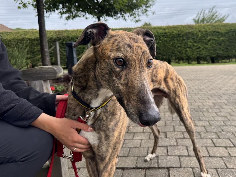 undefined | Greyhound | undefined - 1