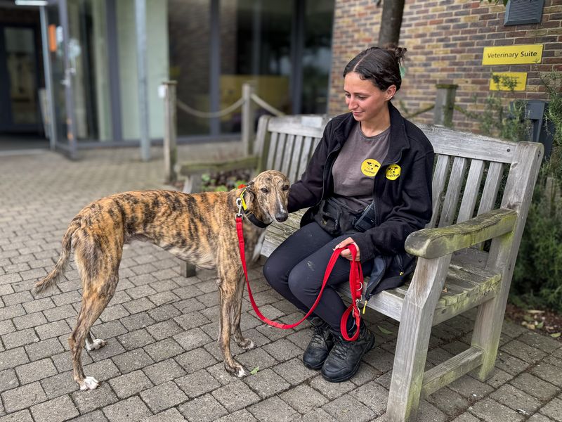undefined | Greyhound | undefined - 3