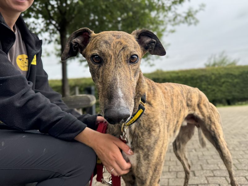 undefined | Greyhound | undefined - 2