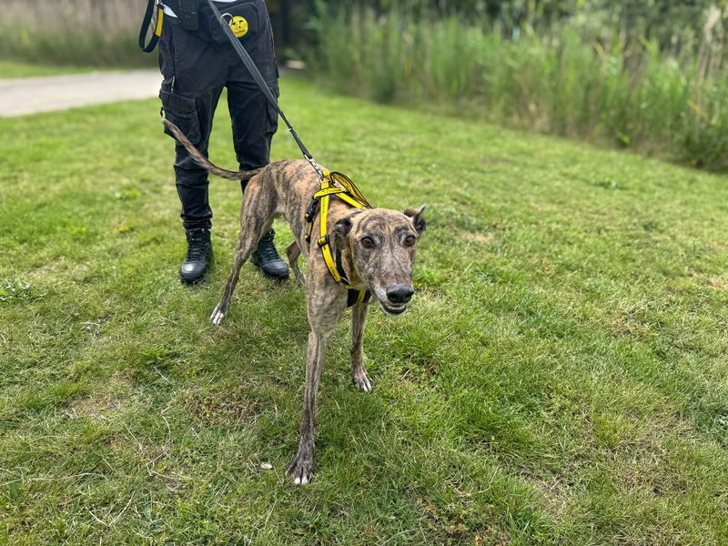 undefined | Greyhound | undefined - 5
