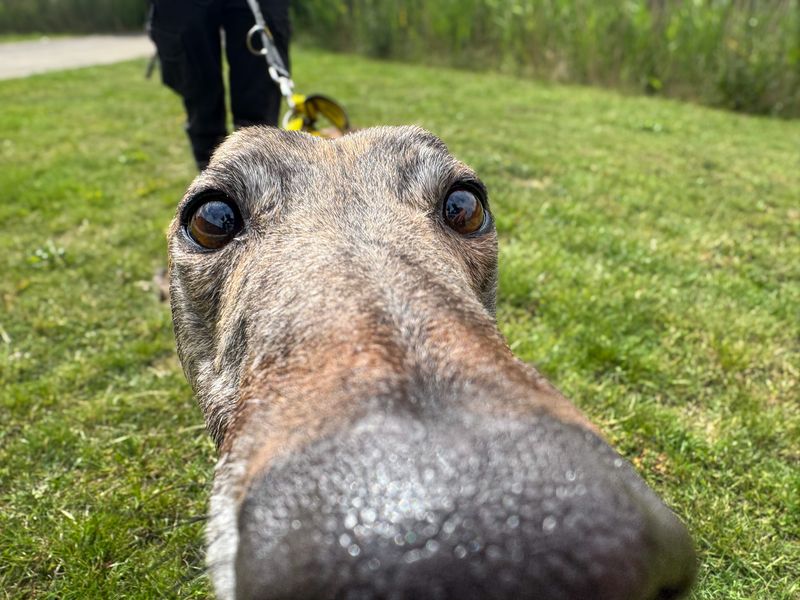 undefined | Greyhound | undefined - 8