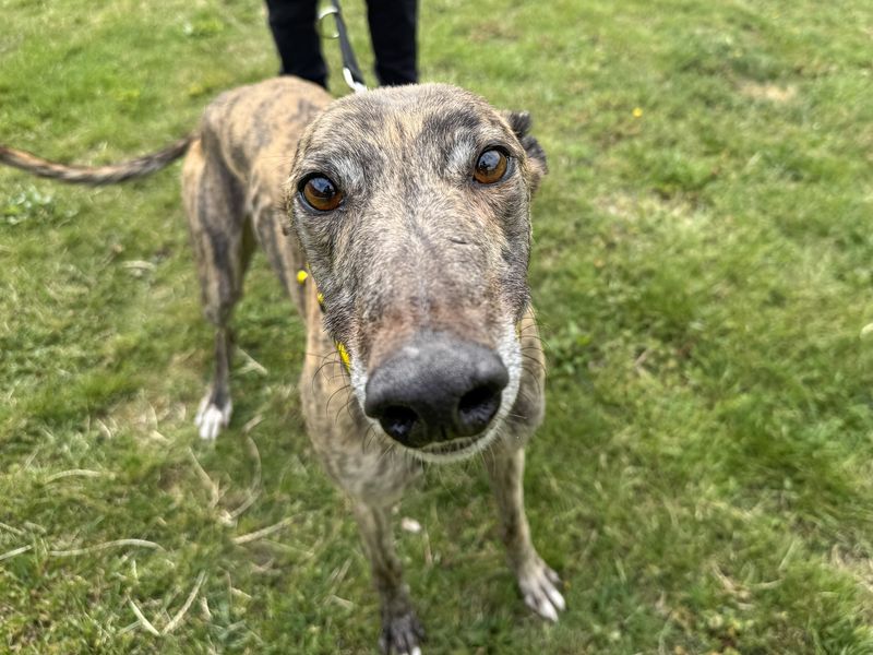 undefined | Greyhound | undefined - 4