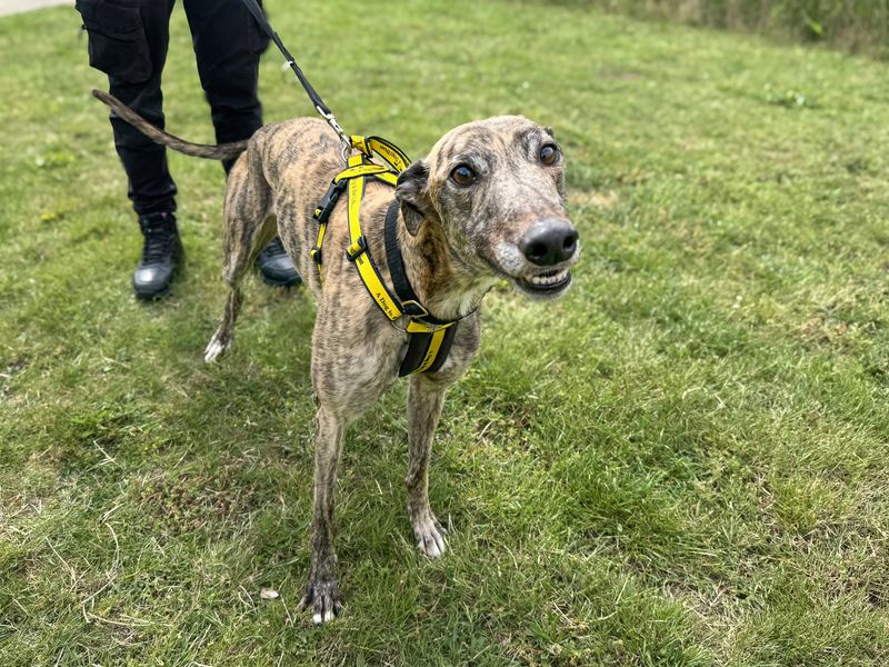 undefined | Greyhound | undefined - 7
