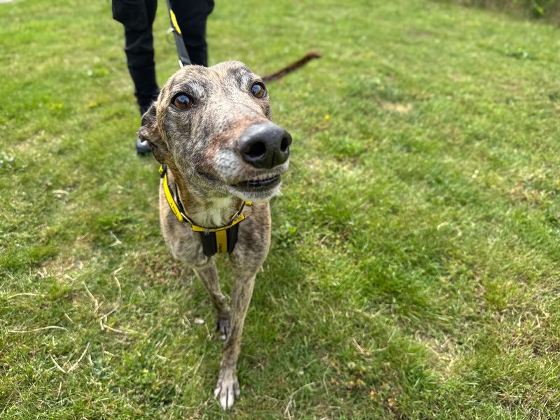 undefined | Greyhound | undefined - 6