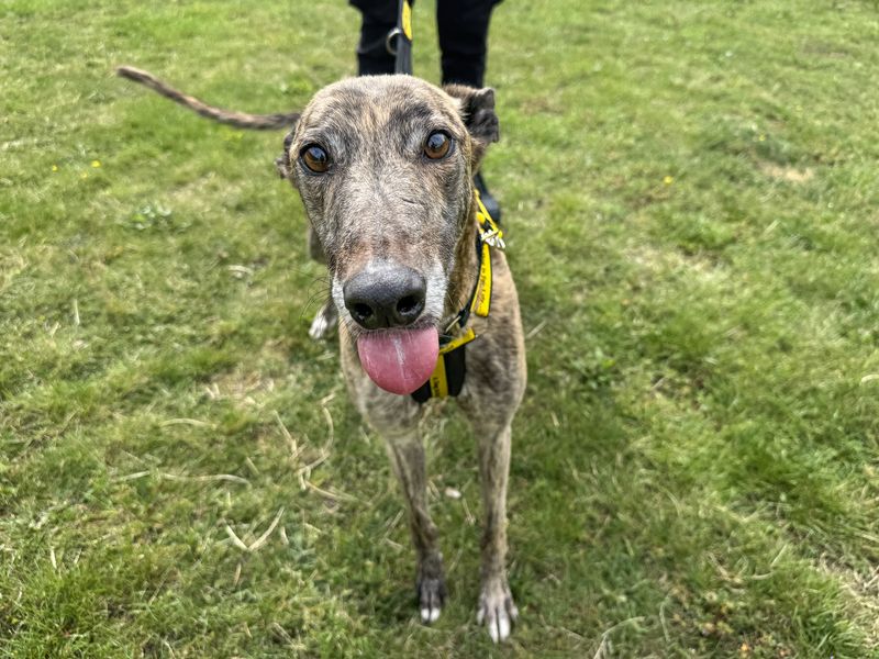 undefined | Greyhound | undefined - 2