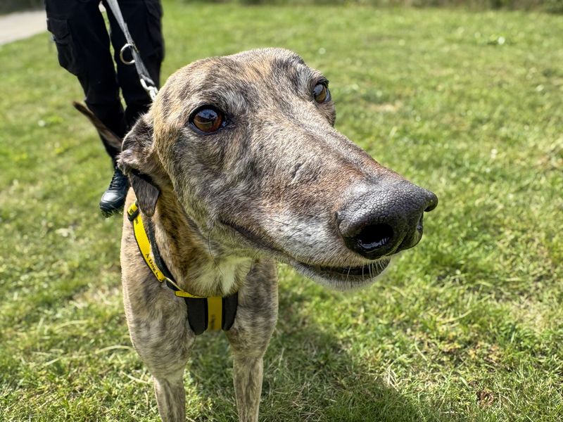 undefined | Greyhound | undefined - 3