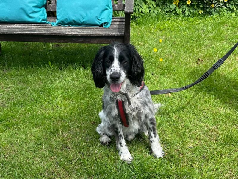 undefined | Spaniel (English Springer) | undefined - 5