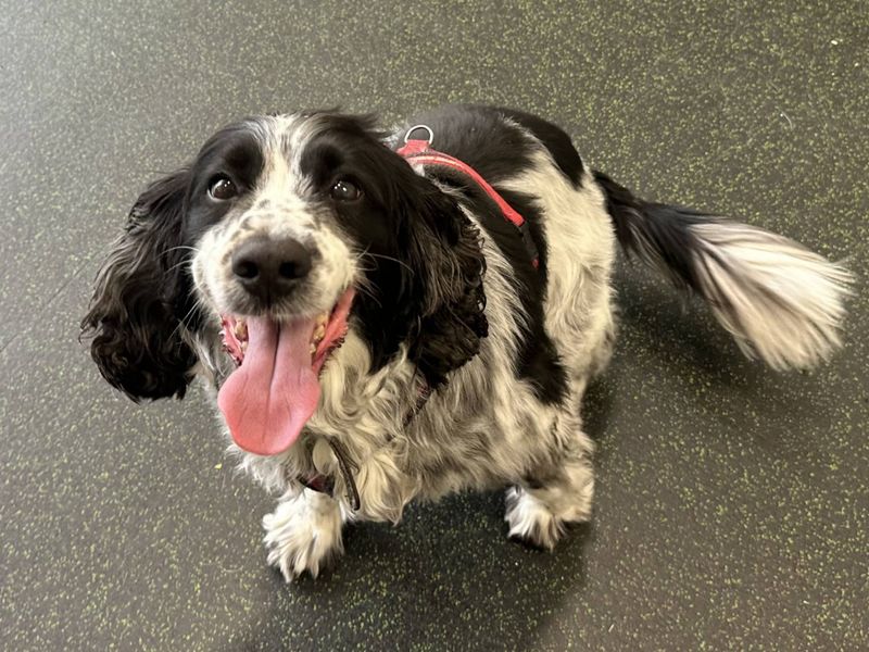 undefined | Spaniel (English Springer) | undefined - 2