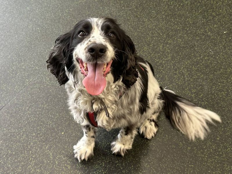 undefined | Spaniel (English Springer) | undefined - 1